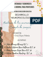 Anatomía Neuronal - Equipo Dinamita