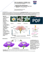 Laboratorio Flor 2024