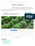 Fiche Laitue - Comment La Planter Et L'entretenir