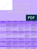 Miología Del Dorso y Región Antebraquial