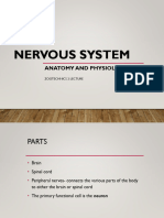 Topic 7. Nervous System Anatomy and Physiology 1