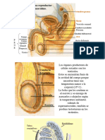 Material Sistemas Reproductores