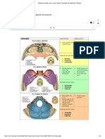 Base Del Craneo, Exo y Endo Craneo - Apuntes de Anatomía - Docsity