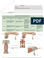 Musculos Impre