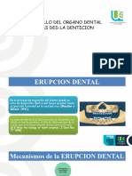 Seminario Erupción Dental