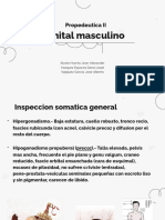 27 y 28. - Masc Inspeccion Somatica GNRL