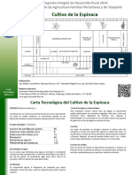 Espinaca Fenologia