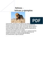 Tipos de Felinos