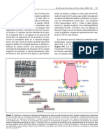 Inflamación 21 40