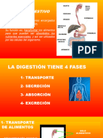 Sistema Digestivo