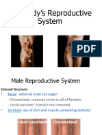 Reproductive System Biology