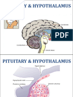 Hypothalamus & Pituitary