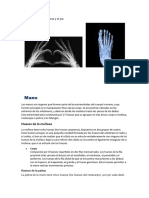 Anatomia Manos y Pie