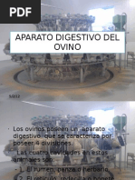 Aparato Digestivo Del Ovino