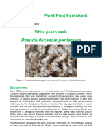 Defra Factsheet Pseudaulacaspis Pentagonav3