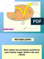 Metabolismo