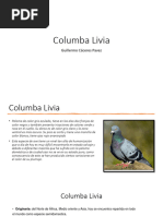 Columbia Livia