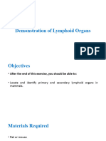 01a Demonstration of Lymphoid Organs