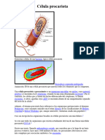 Célula Procariota