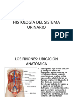 Histología Del Sistema Urinario