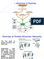 Protein Structure