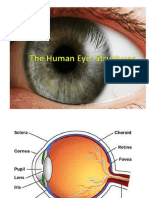 The Human Eye PowerPoint