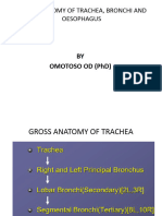 Thorax PPT 2