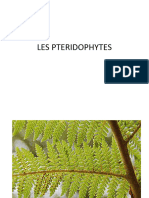 Les Pteridophytes