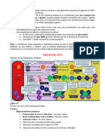 Apuntes de Endocrino (Articulos)