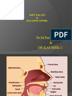 Palate