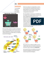 ADN y Replicación Resumen