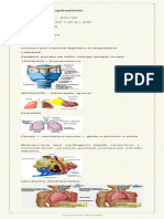 Sistema Respiratório - Resumo