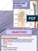 15 - Gluteal Region & Back of The Thigh