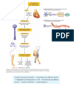 Nueral Signalling