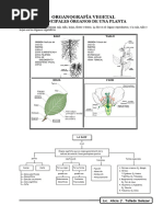 SECCION 7: Organografía Vegetal