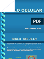 Ciclo Celular