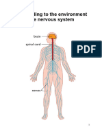 The Nervous System