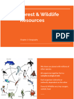 Forest Wildlife Revised PDF