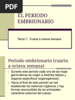 Tema 7 EL PERIODO EMBRIONARIO