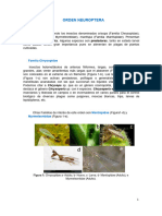 COMPLEMENTO Neuroptera PDF