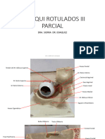 Maniquíes Rotulados III Parcial