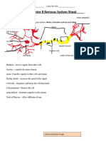 Ch. 8 Nervous System Sheet