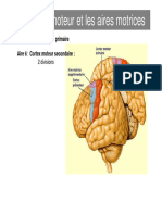 Cortex Moteur PDF