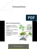 Photosynthesis