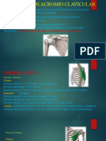 Articulacion Acromio Clavicular