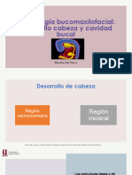 Desarrollo Cabeza y Cavidad Bucal