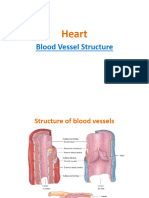 Blood Vessel Heart Structure