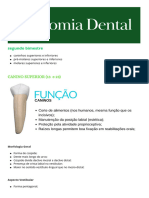 Anatomia Dental Slides