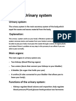 Urinary System