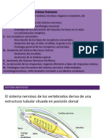 Tema 10. Sistema Nervioso II 3